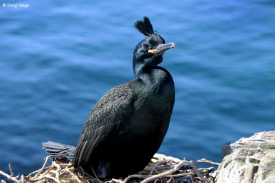 1830-shag.jpg