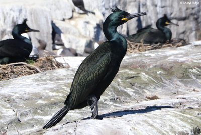 1856-shag.jpg