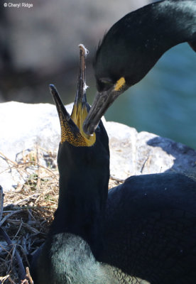 2008-shag.jpg