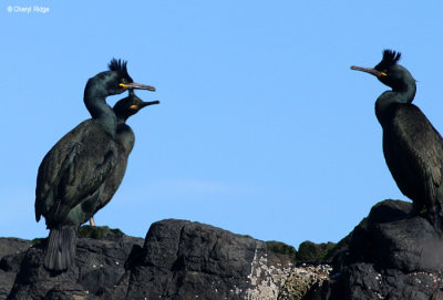 2231-shag.jpg
