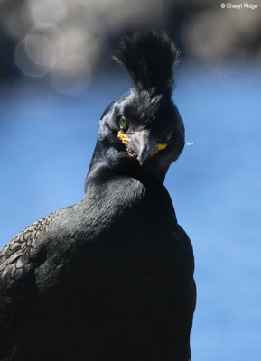 2304-shag.jpg