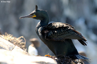 2317-shag.jpg