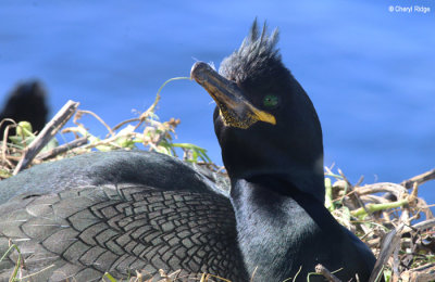 2319-shag.jpg