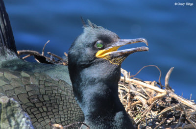 2322-shag.jpg