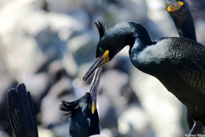 2351-shag.jpg