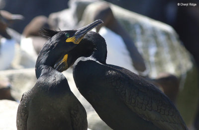 2413-shag.jpg