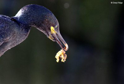 2415-shag.jpg