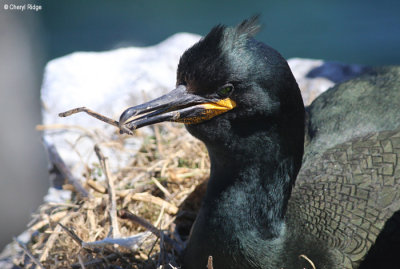 2845-shag.jpg
