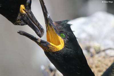 2863-shag.jpg
