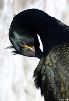 2901-shag.jpg