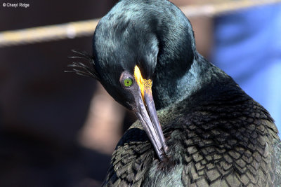 2918-shag.jpg