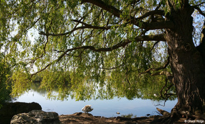 094251-attenborough.jpg