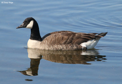2989-attenborough.jpg