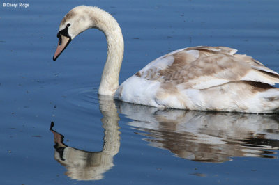 2992-attenborough.jpg