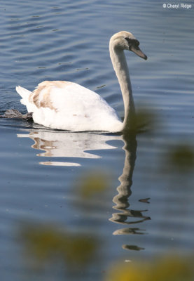 2996-attenborough.jpg