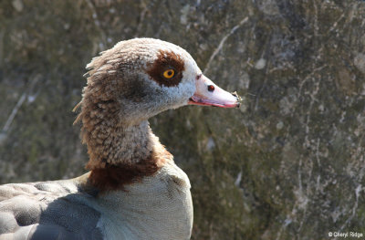 3011-attenborough.jpg