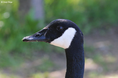 3019-attenborough.jpg
