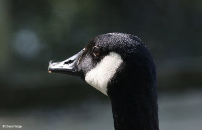 3021-attenborough.jpg