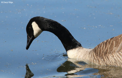 3024-attenborough.jpg