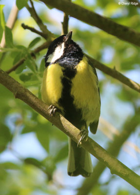 3061-attenborough.jpg