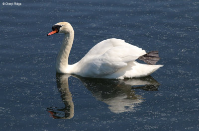 3069-attenborough.jpg