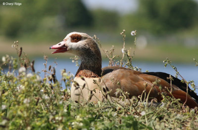 3084-attenborough.jpg