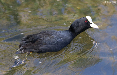 3086-attenborough.jpg