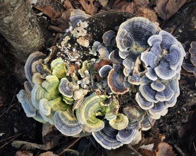 Beautiful Fungi