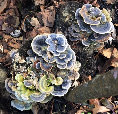 Colorful Fungus