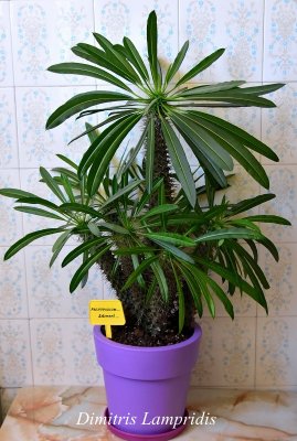 PACHYPODIUM - Lameri ...