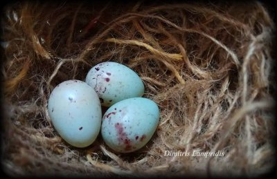 KANARINIA EGG ...