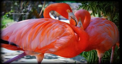 Flamingos ...