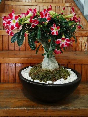 Flowers plants