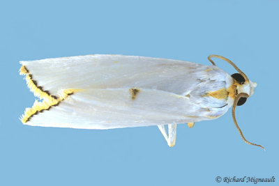 5464 - Snowy Urola Moth - Urola nivalis 2 m16