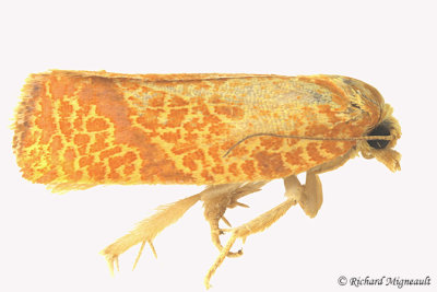3621 - Four-lined Leafroller Moth - Argyrotaenia quadrifasciana 1 m16 