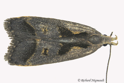 2291 - Bilobed Dichomeris Moth - Dichomeris bilobella m16 