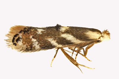 0560 - Birch Skeletonizer Moth - Bucculatrix canadensisella m16 