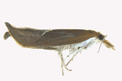 2375 - Honeysuckle Moth - Ypsolopha dentella 1 m16 