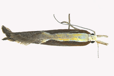 2375 - Honeysuckle Moth - Ypsolopha dentella 2 m16 