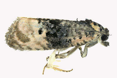2753 - Apotomis capreana - Sallow Apotomis Moth  m16 