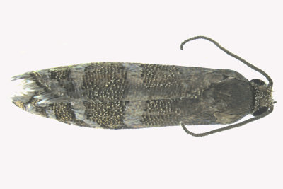 3486 - Eastern Pine Seedworm Moth - Cydia toreuta 2 m16 