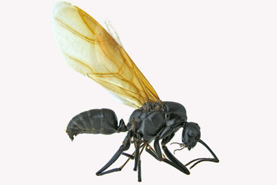 Carpenter Ants - Camponotus novaeboracensis New York Carpenter Ant Queen m16 