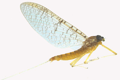 Flatheaded Mayfly - Leucrocuta sp 1 m16 