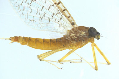 Flatheaded Mayfly - Leucrocuta sp 2 m16 