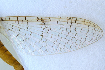 Flatheaded Mayfly - Leucrocuta sp 3 m16 