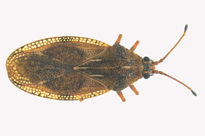 Lace Bug - Physatocheila variegata m16 610-6f.jpg
