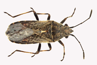 Seed bug - Neortholomus scolopax 2 m16 