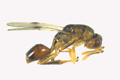 Eurytomidae - Sycophila sp1 1 m16 