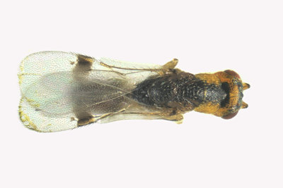 Eurytomidae - Sycophila sp1 2 m16 
