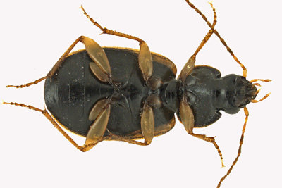 Ground beetle - Olisthopus parmatus 3 m16 